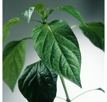 Grote Gele paprika planten (3 planten)