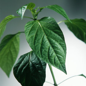 Grote Gele paprikaplanten (3 planten)