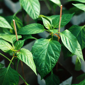 Grote Madam Jeanette Peper planten