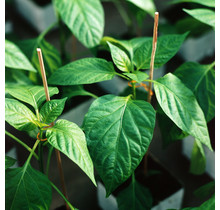 Grote Habanero Peper planten kopen