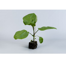 Grote Geënte Courgette planten kopen (3 planten)