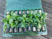 Calibrachoa bloemen planten kopen