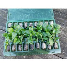 Bloemplanten Calibrachoa (8 planten)