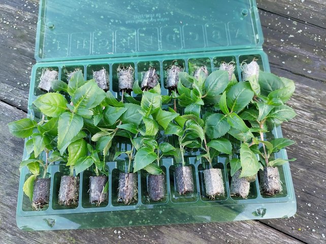 Calibrachoa bloemen planten kopen