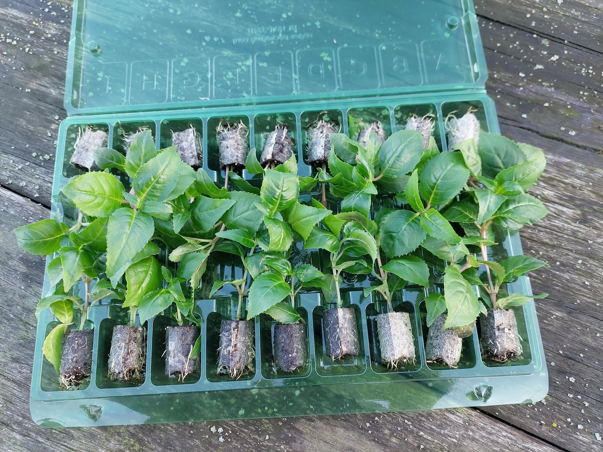 MOESTUINPLANT bloemen plant te koop / planten kopen