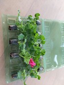 Geranium bloemen planten kopen Geranium bloemen planten kopen