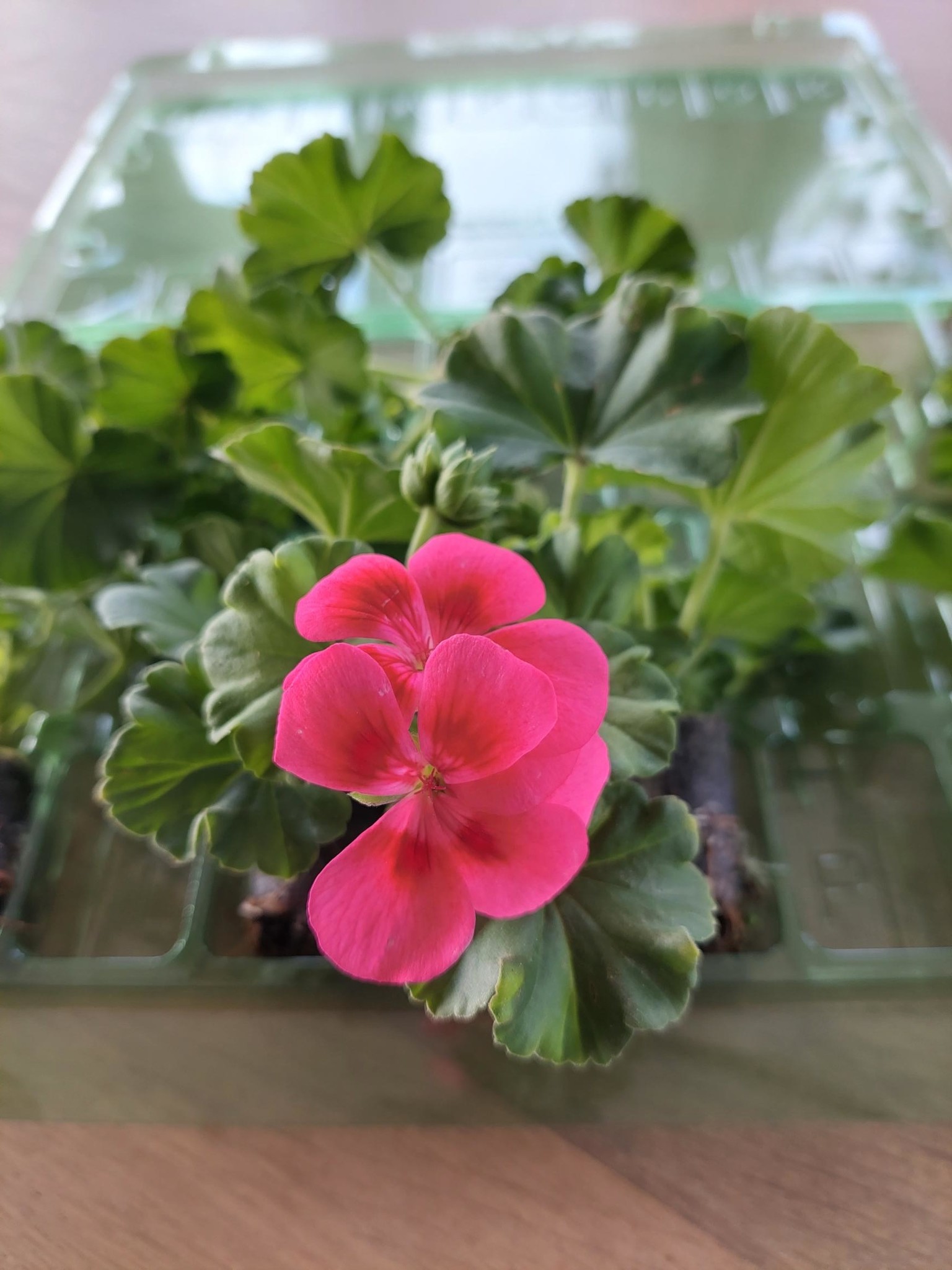 MOESTUINPLANT bloemen plant te koop / planten kopen