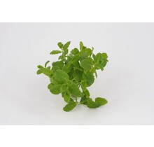 Oregano planten