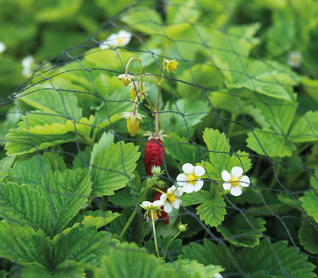 Tuinnet, vogelnet Tuinnet, vogelnet