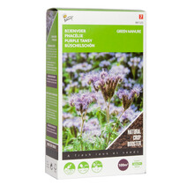 Groenbemester bijenplant | Phacelia