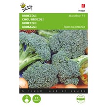 Broccoli  Marathon F1