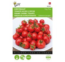 Kerstomaat Tiny Tim zaden