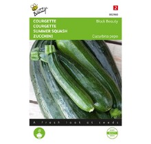 Courgette Black Beauty - Verte De Milan zaden