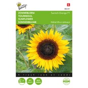 Zonnebloem - Sunrich Orange F1
