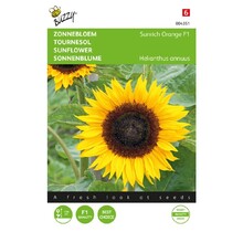 Zonnebloem - Sunrich Orange F1