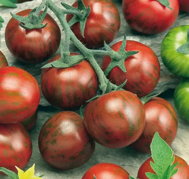 Geënte Manolo Zebra Tomatenplant (8 planten)