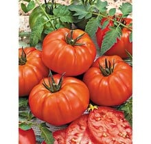 Buffalo Steak Geënte tomaat Tomatenplant