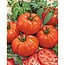 Moestuinplant Buffalo Steak Geënte tomaat Tomatenplant