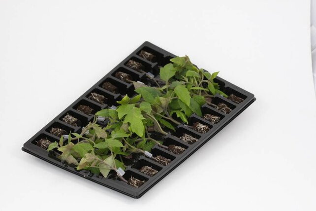 Geënte Mirado Chocostar Tomantenplant (8 planten)   - Copy