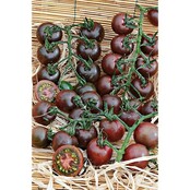 Geënte Mirado Chocostar Tomantenplant (8 planten)