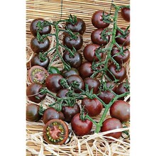 Geënte Mirado Chocostar Tomantenplant (8 planten)