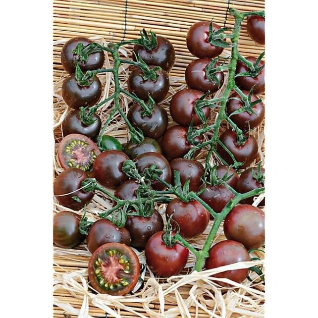 Geënte Mirado Chocostar Tomantenplant (8 planten)