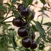 Geënte Mirado Chocostar Tomantenplant (8 planten)