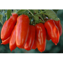 Geënte San Marzano tomaten