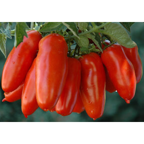 Geënte San Marzano tomaten (8 planten)