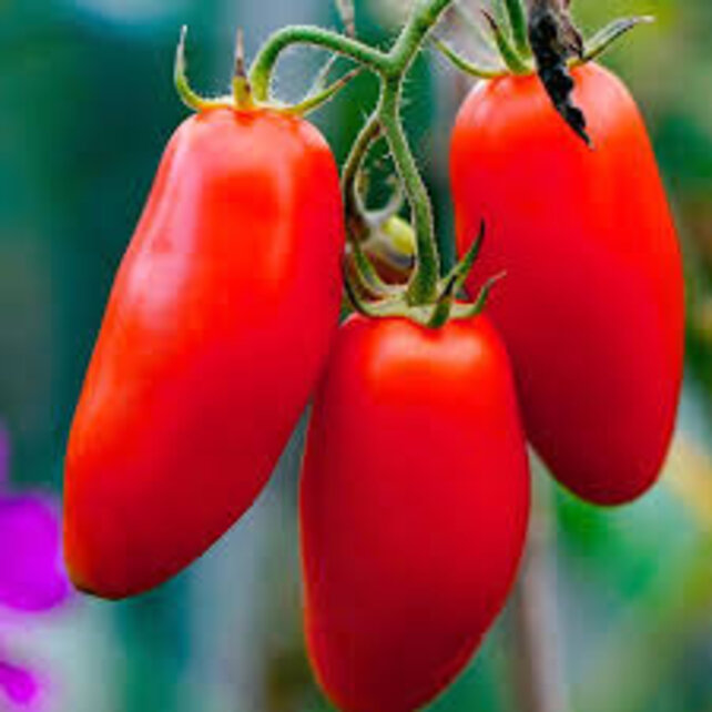 Geënte San Marzano tomaten planten