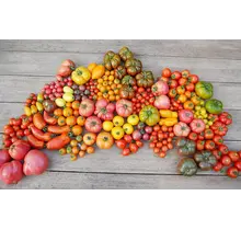 Geënte Tomatenplanten Surprise Box (8 planten)