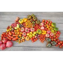 Geënte Tomatenplanten Surprise Box