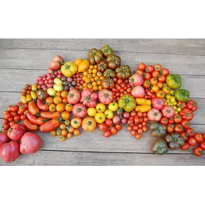 Geënte Tomatenplanten Surprise Box