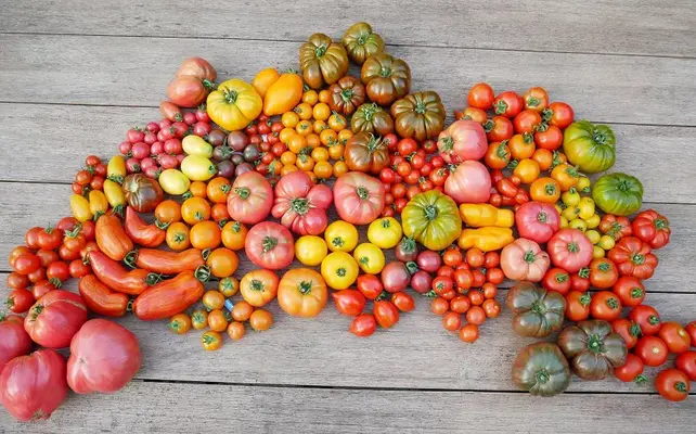 Geënte Tomatenplanten Surprise Box –