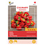 Moestuinplant Buzzy Buzzy® Scotch Bonnet Red Peperzaden – Zeer Hete Caribische Chili (4/5) – Voor Kas & Pot