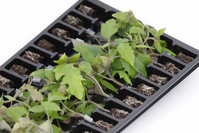 Ossenhart Tomaten planten Mixpakket – Vol Smaak en Karakter