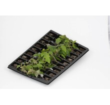 Ossenhart Tomaten planten Mixpakket – Vol Smaak en Karakter