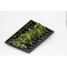 Geënte Ossenhart Tomaten planten Mixpakket