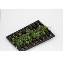 Cherry Tomaten Mix Planten Kopen | Geënte Rassenmix | Diverse Smaken en Kleuren