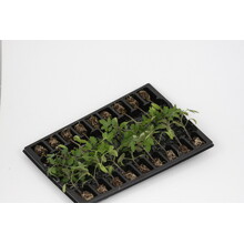 Cherry Tomaten Mix Planten Kopen