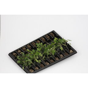 Cherry Tomaten Mix Planten Kopen