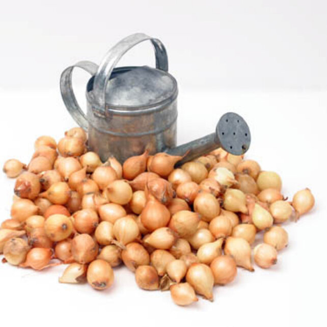 Plantuien Stuttgarter Riesen 250g – Grote Gele Uien | Sterk Ras & Goed Bewaarbaar