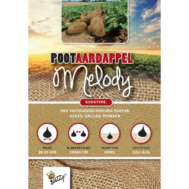 Pootaardappel Melody 1kg kopen – Vastkokend & Kookaardappel | Buzzy Pootgoed