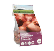 Plantuien Rosanna 250g kopen – Roze Uien voor Koken en Salades | Buzzy Pootgoed