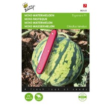 Mini-Watermeloen Tigrimini F1 kopen – Snelgroeiende Kleine Watermeloen | Buzzy Pootgoed