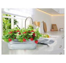 Zinken Teiltje Aardbeientuin