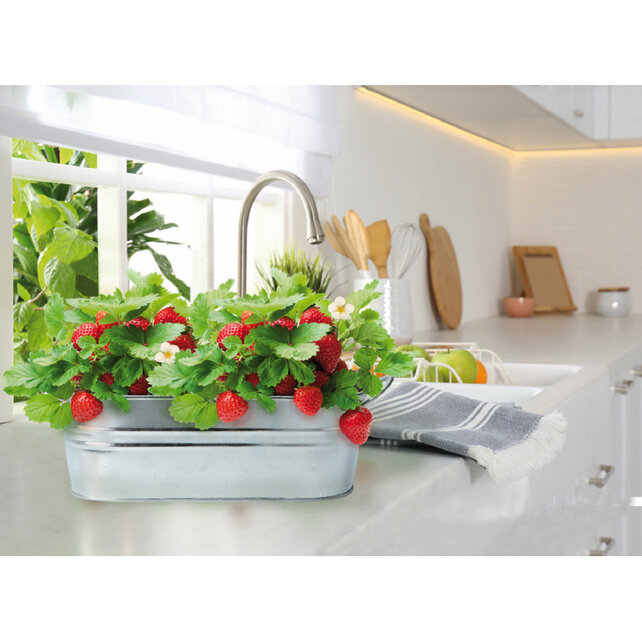 Zinken Teiltje Aardbeientuin