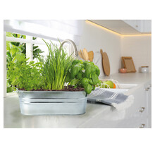 Zinken Teiltje Kruidentuin