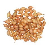 Plantuien Setton 250g kopen – Buzzy Pootgoed | Hoge Opbrengst Uien