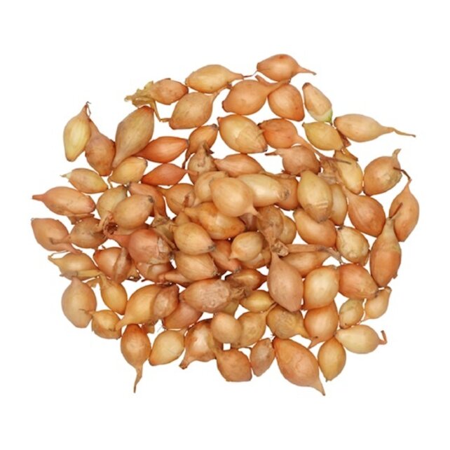 Plantuien Setton 250g kopen – Buzzy Pootgoed | Hoge Opbrengst Uien